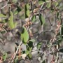 Huile Essentielle de Croton Cotoneaster - Astérale