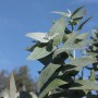 Eucalyptus Globulus - Astérale